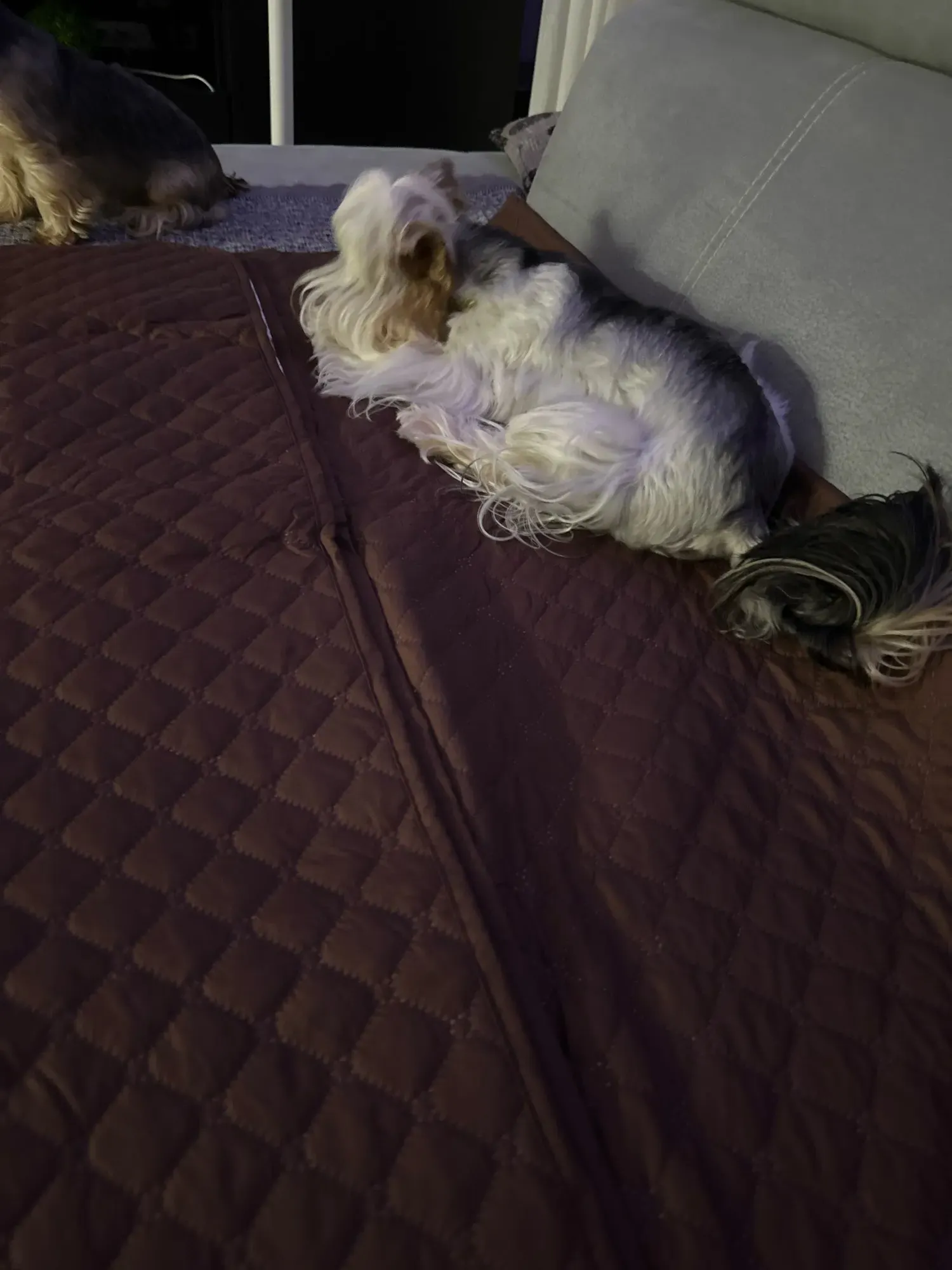 Tapis XXL Pour Chien Imperméable Sicher photo review