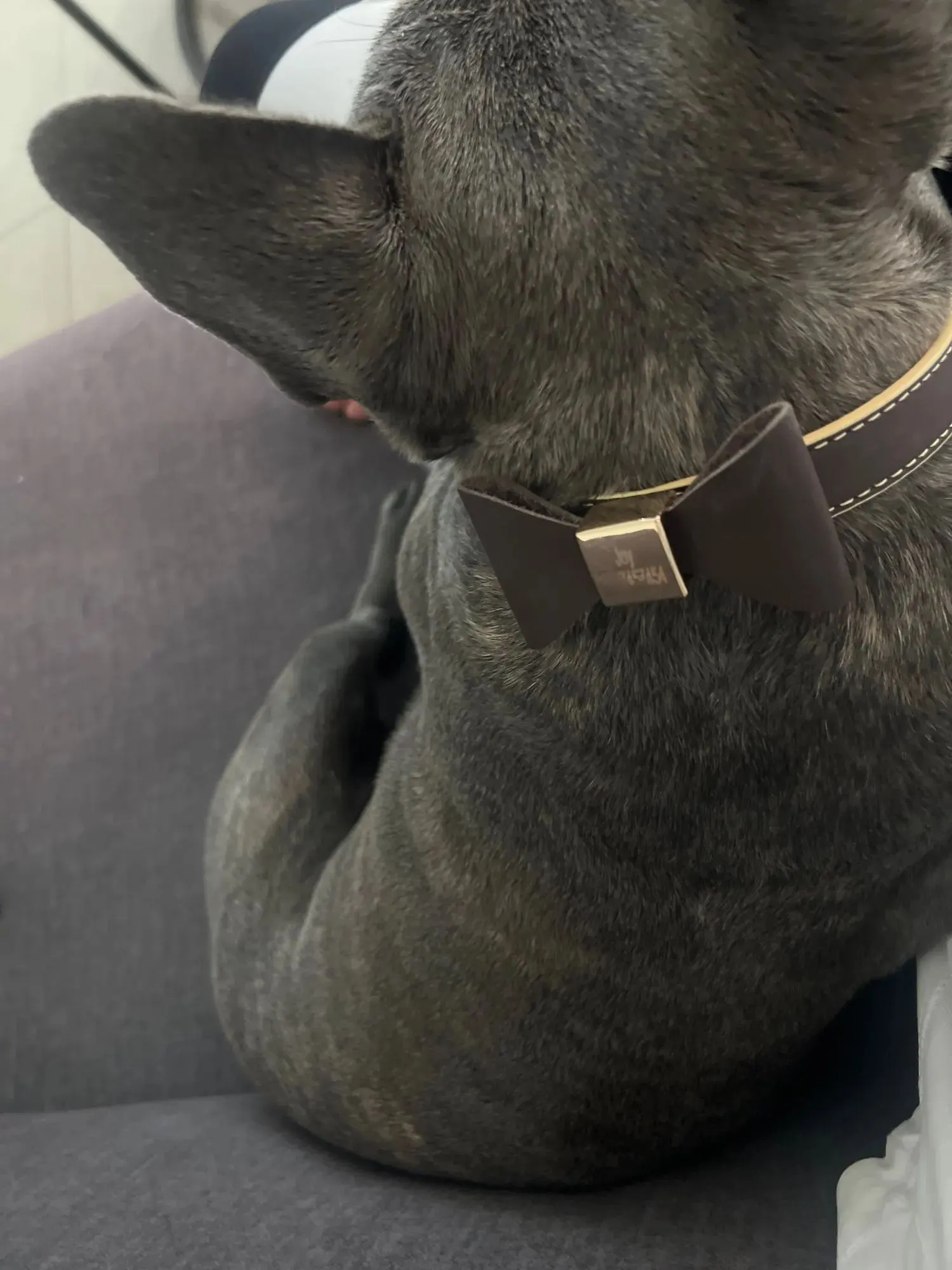 Collier Chien Sur Mesure Poli photo review