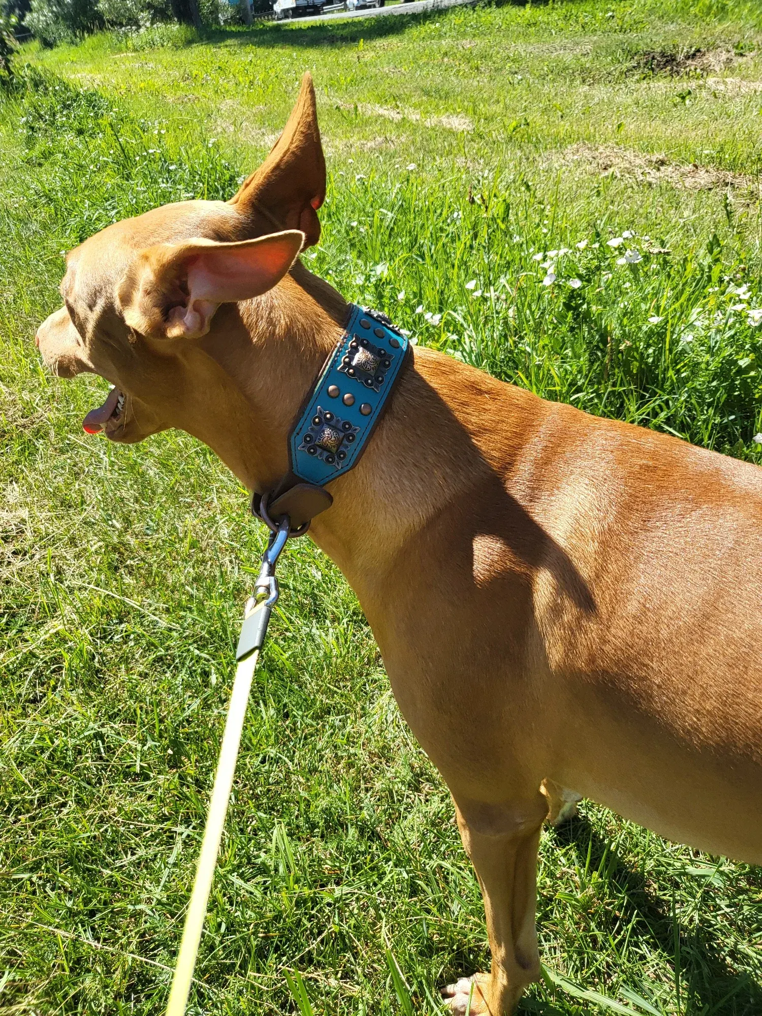 Collier Cuir Chien Bohème photo review