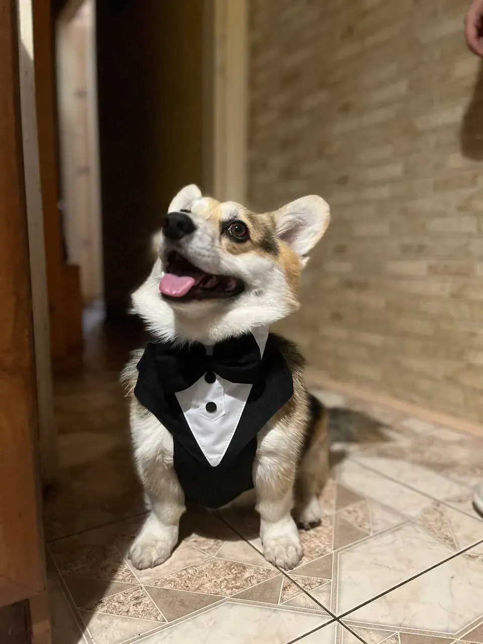 Harnais et Costume Mariage Pour Chien Bow Tie photo review