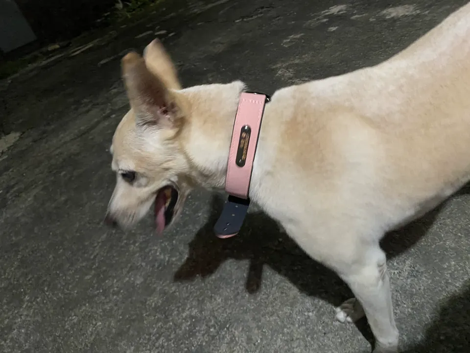 Collier Chien Cuir Personnalisable Beauty photo review