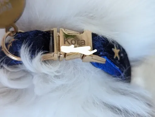Laisse & Collier Chien Personnalisable Nœudou photo review