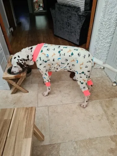 Body et Pyjama Pour Chien Dino photo review