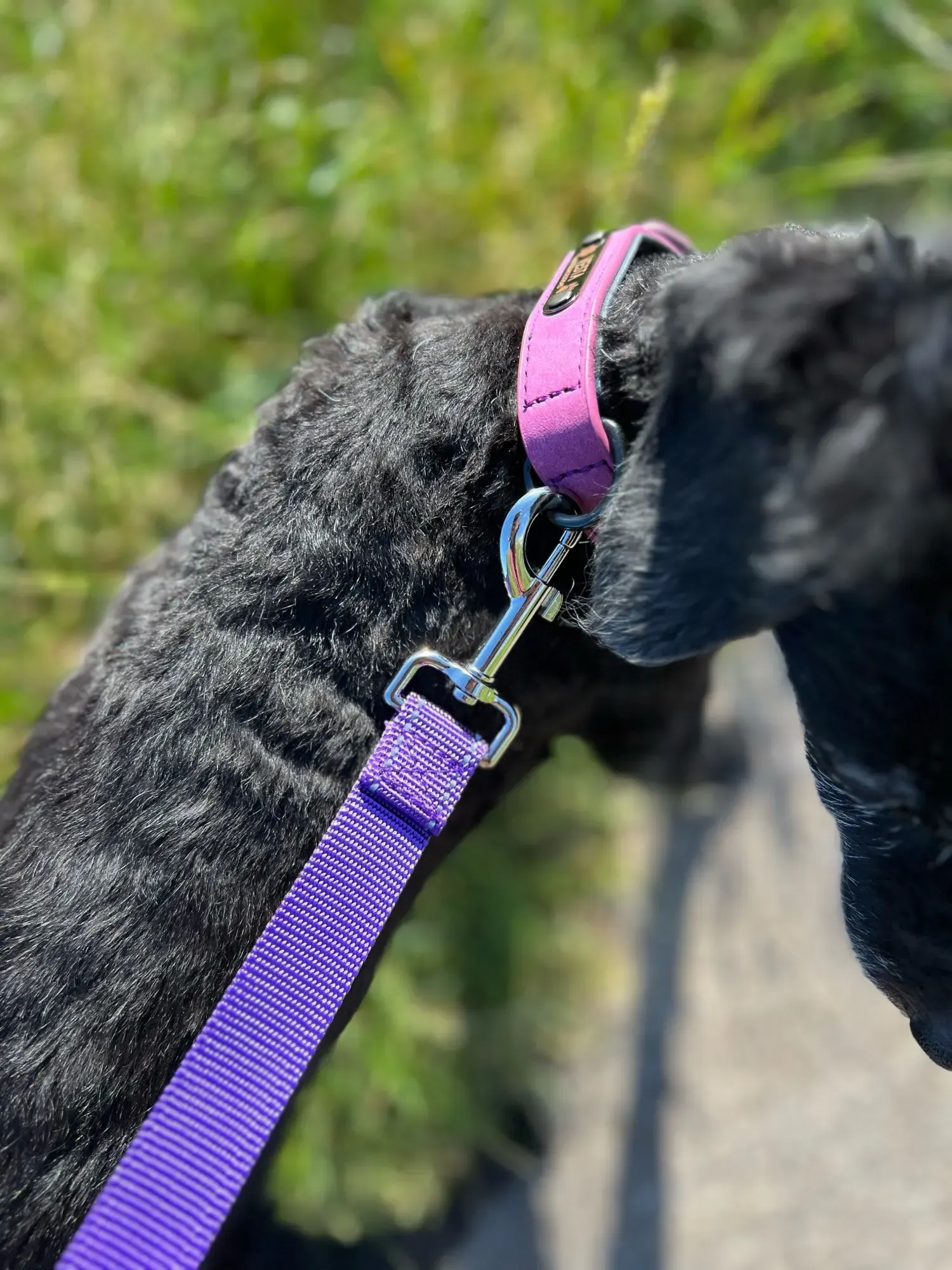 Collier Chien Cuir Personnalisable Beauty photo review