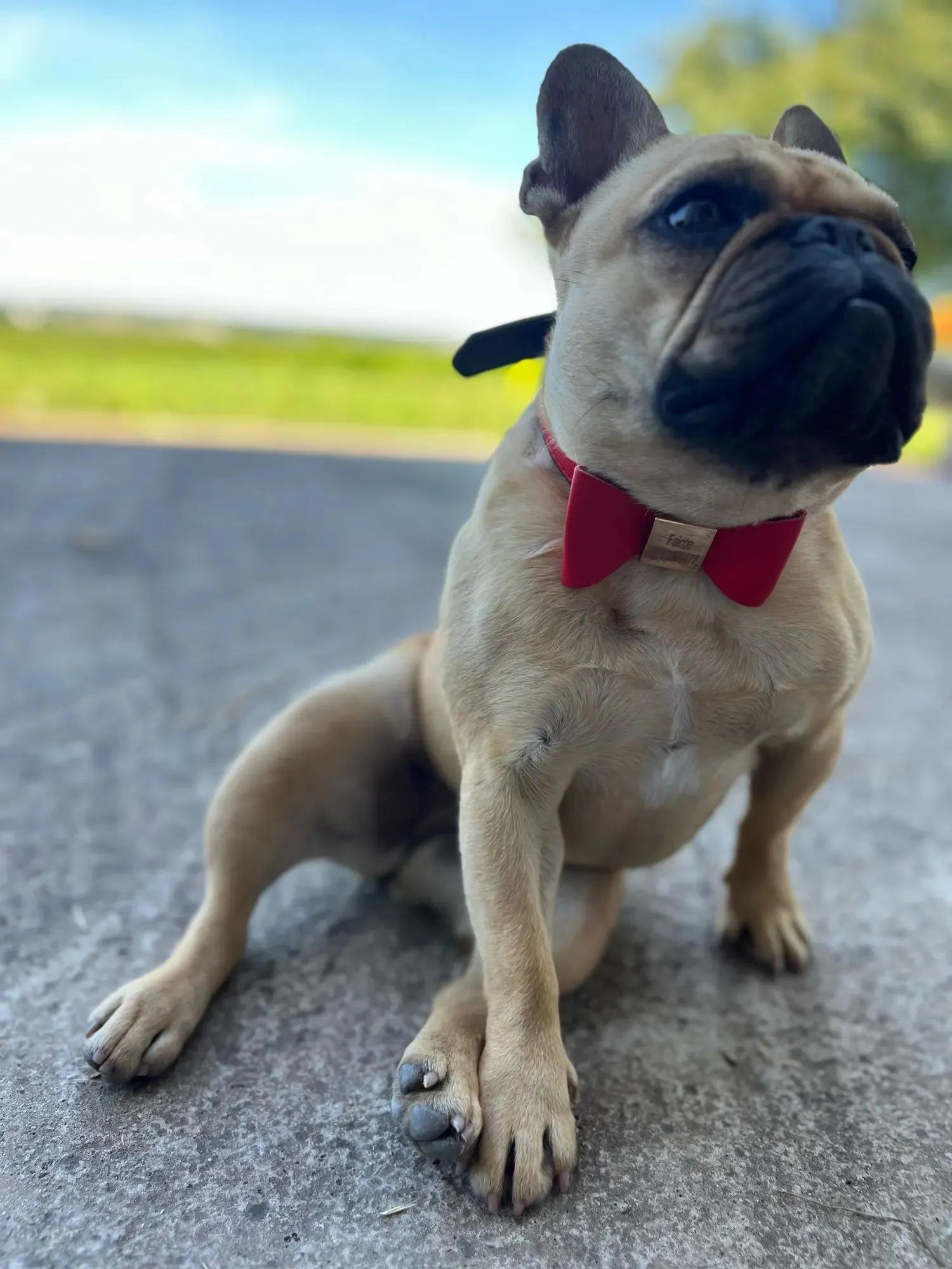 Collier Chien Sur Mesure Poli photo review