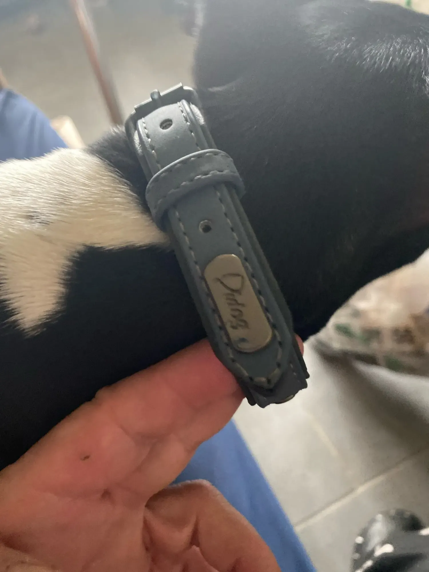 Collier Chien Cuir Personnalisable Beauty photo review