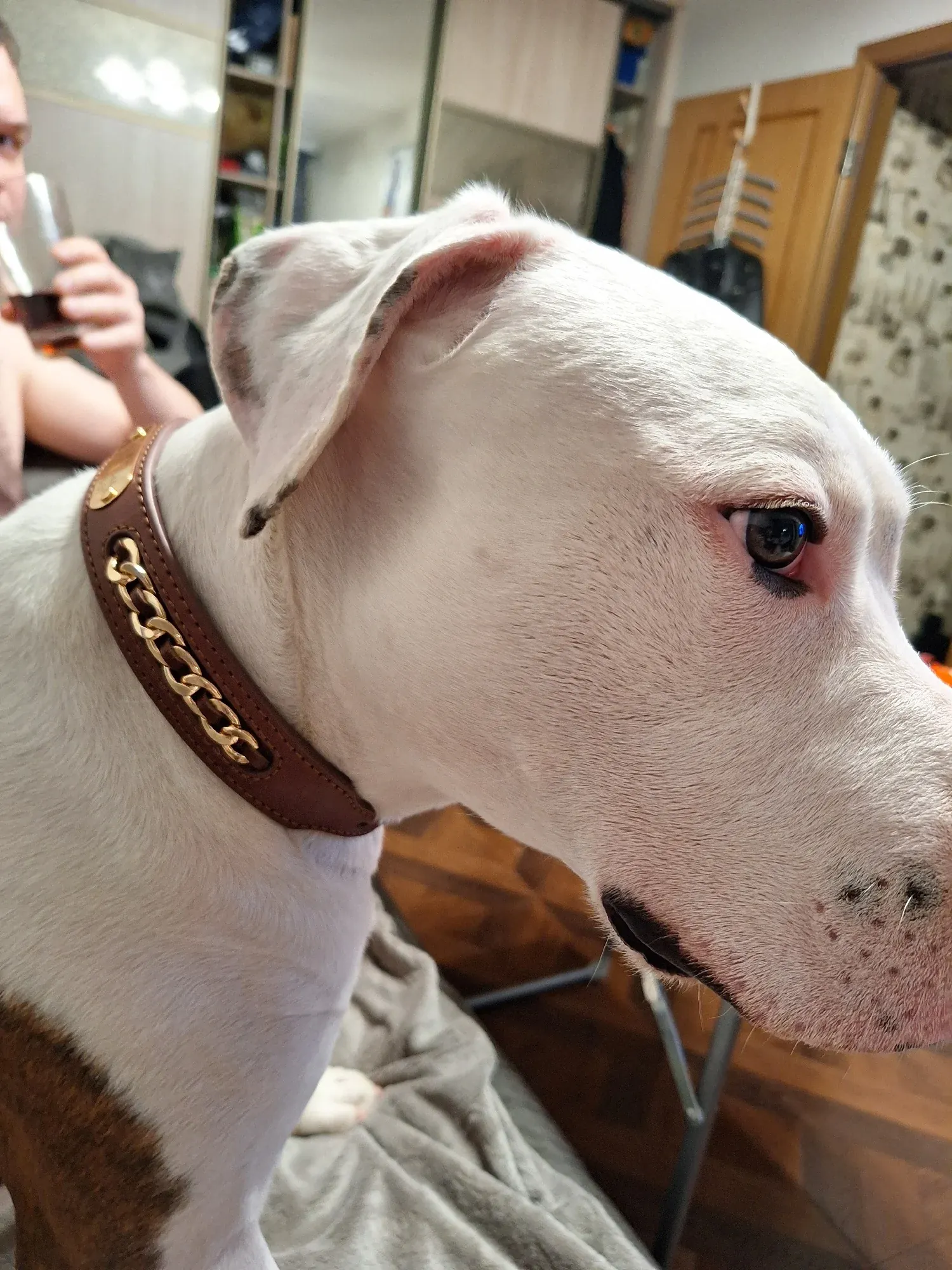 Collier Chien Cuir Personnalisé Punk photo review