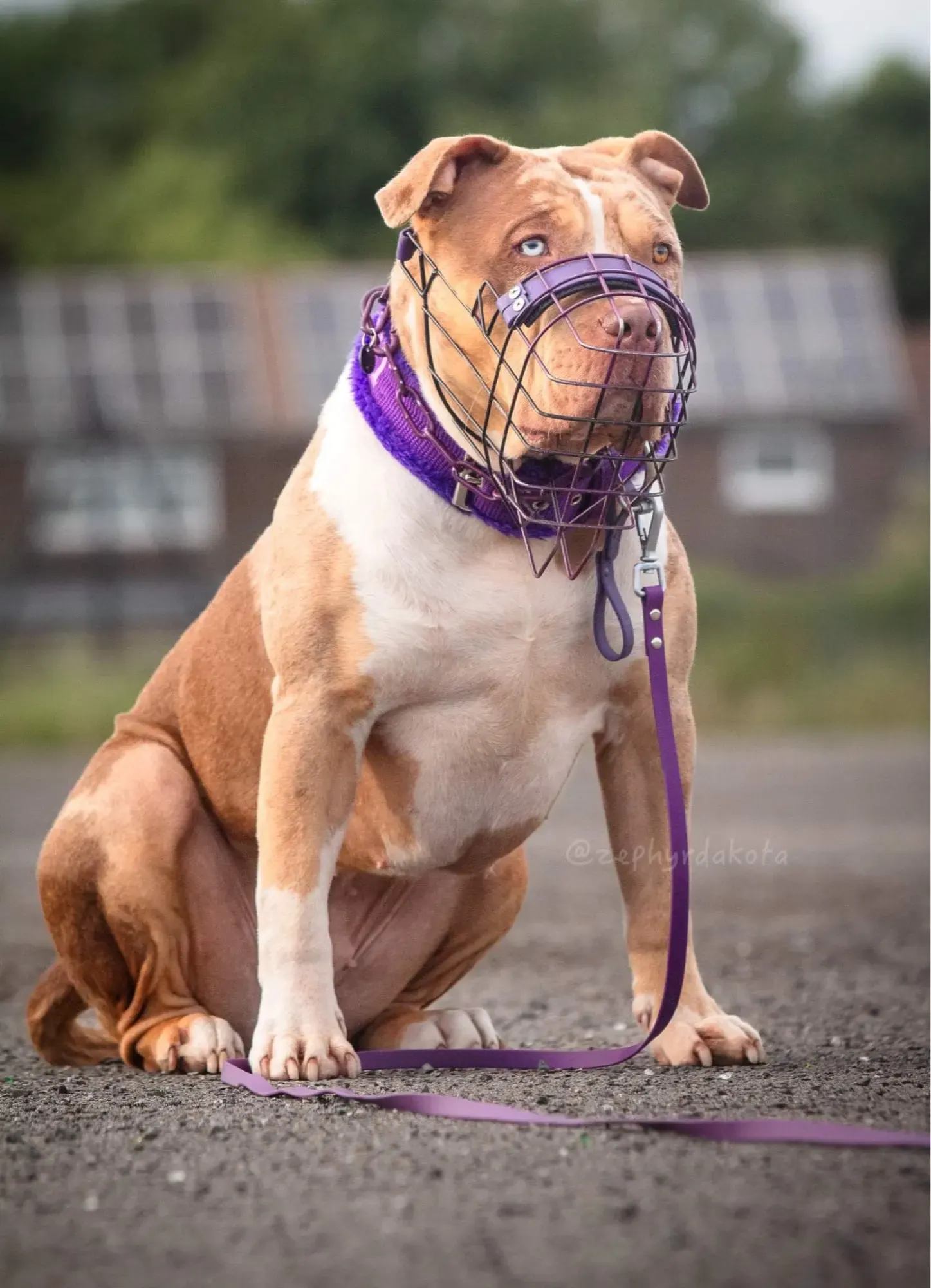 Laisse Chiens PVC Flat photo review