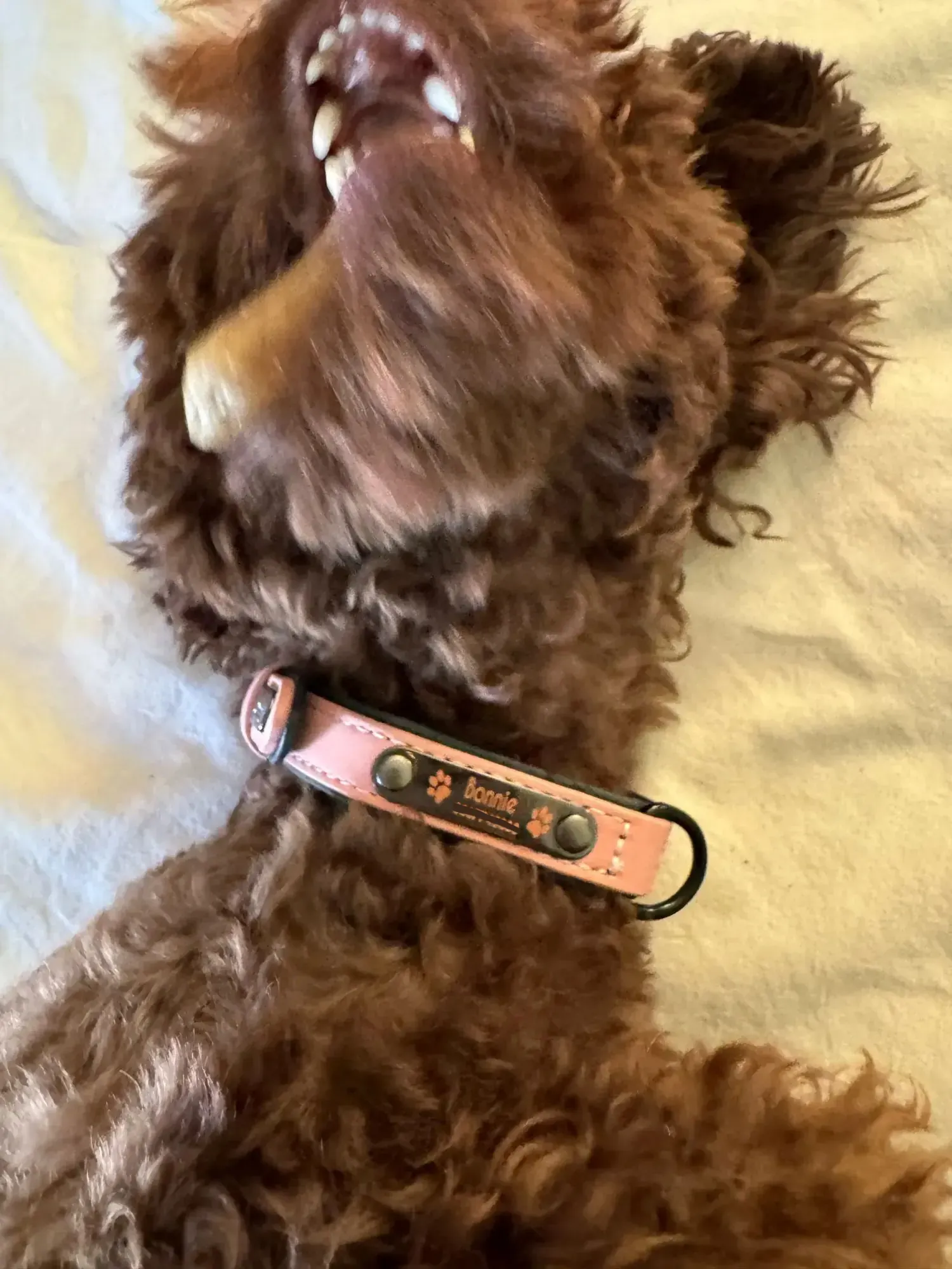 Collier Chien Cuir Personnalisable Beauty photo review