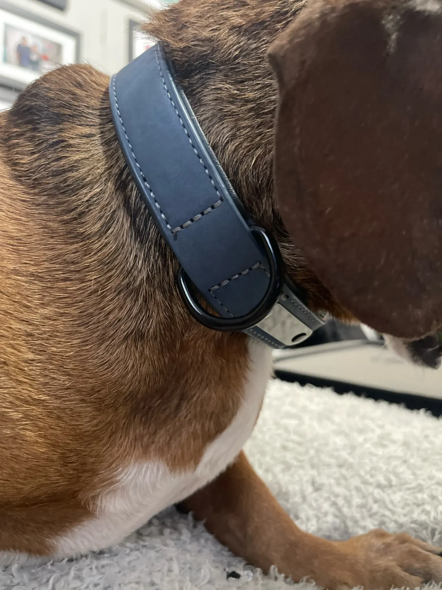 Collier Chien Cuir Personnalisable Beauty photo review