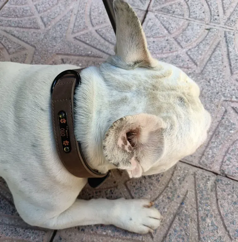Collier Chien Cuir Personnalisable Beauty photo review
