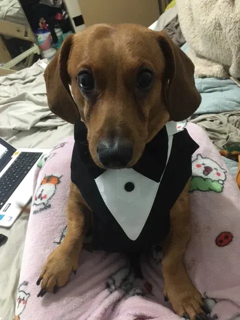 Harnais et Costume Mariage Pour Chien Bow Tie photo review