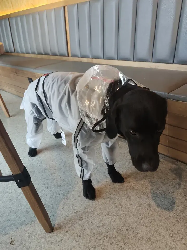 Imperméable Chien Petite Taille Under-Rain photo review