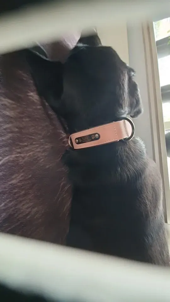 Collier Chien Cuir Personnalisable Beauty photo review