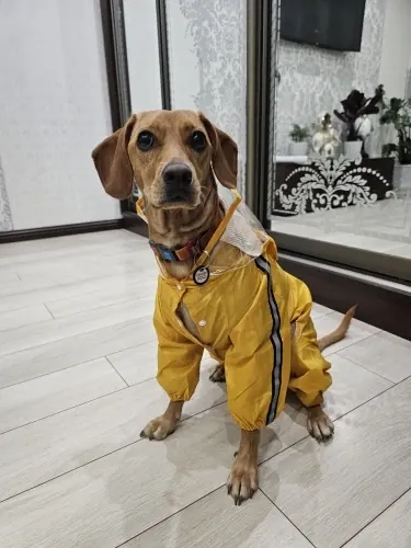 Imperméable Pour Petit Chien À Capuche Carino photo review