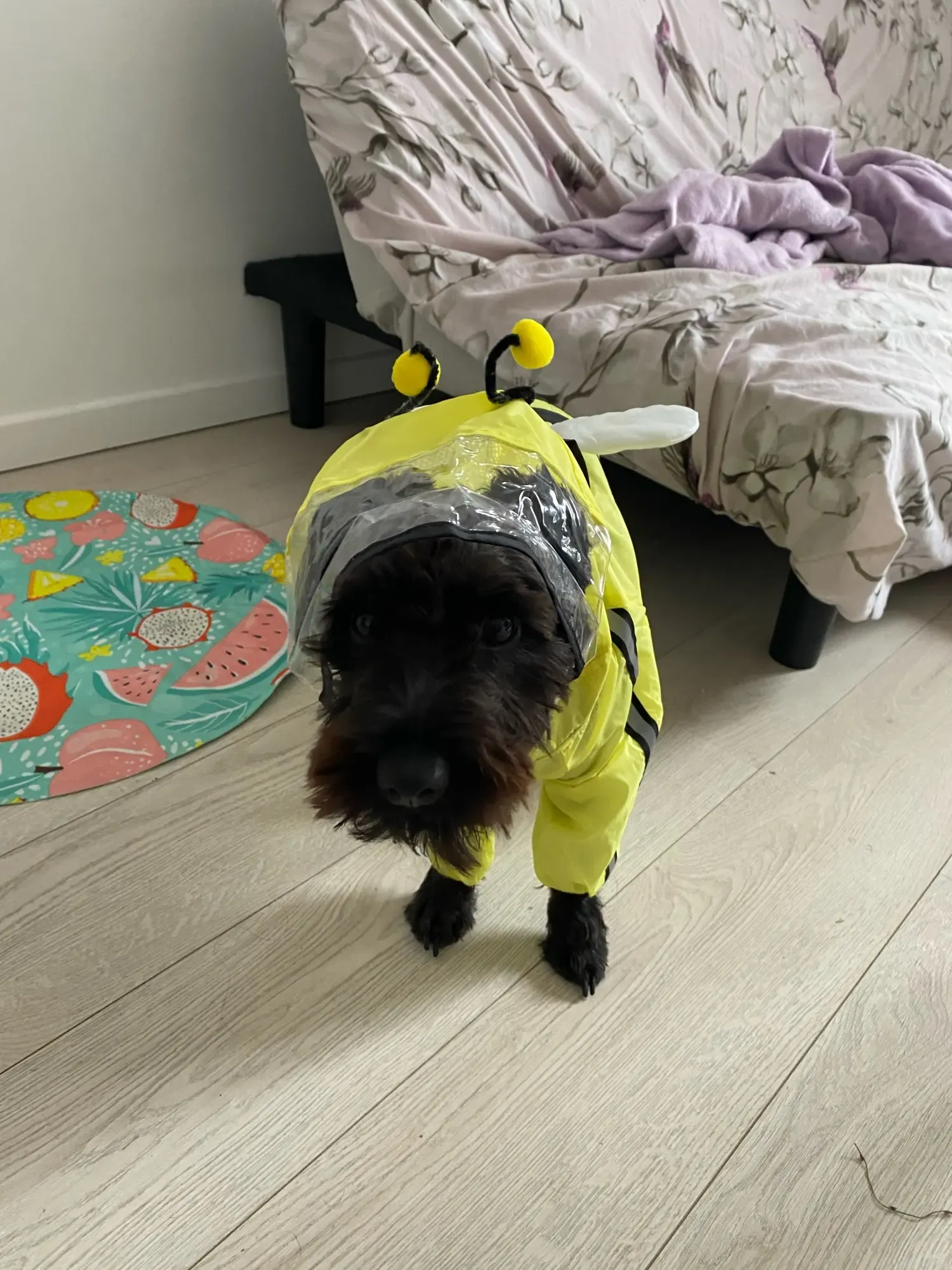 Imperméable Pour Petit Chien À Capuche Carino photo review