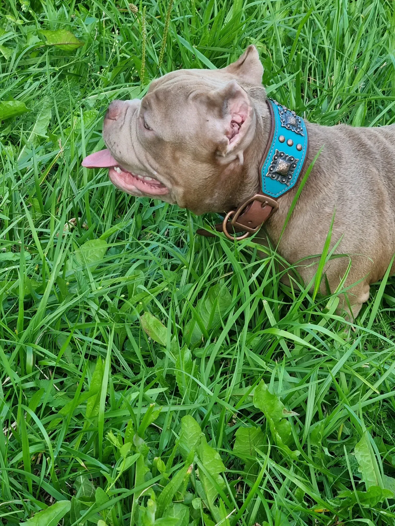 Collier Cuir Chien Bohème photo review