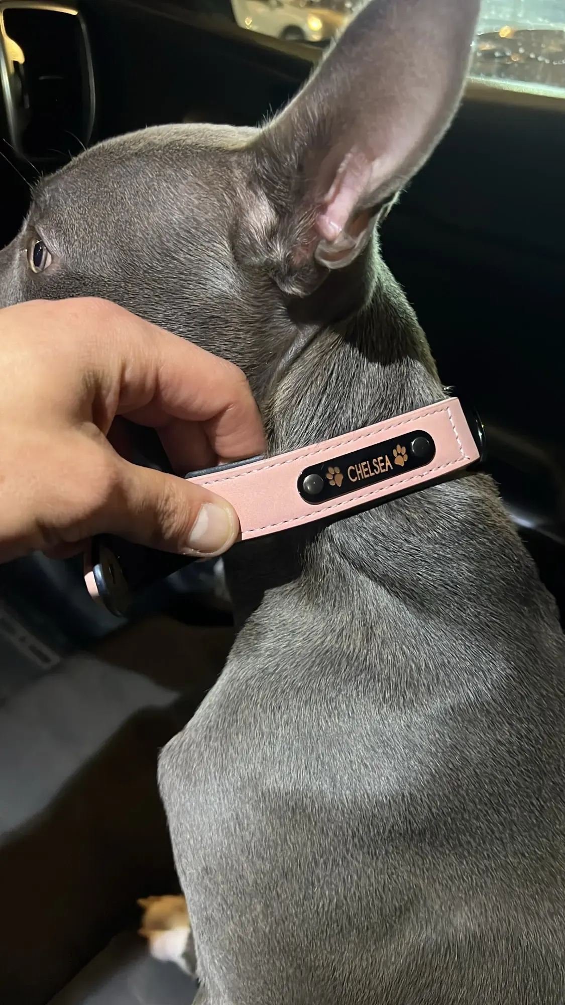 Collier Chien Cuir Personnalisable Beauty photo review