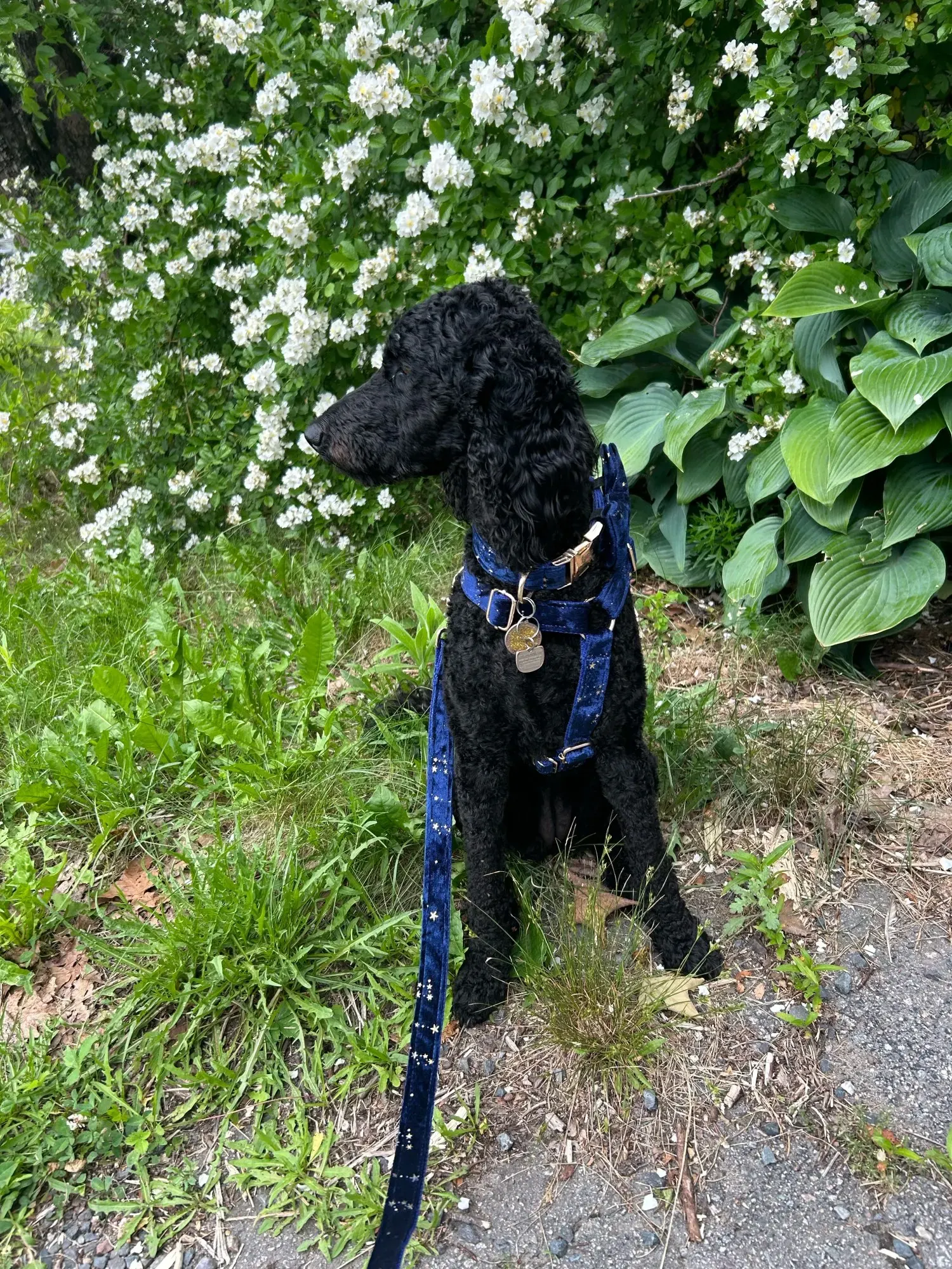 Laisse & Collier Chien Personnalisable Nœudou photo review
