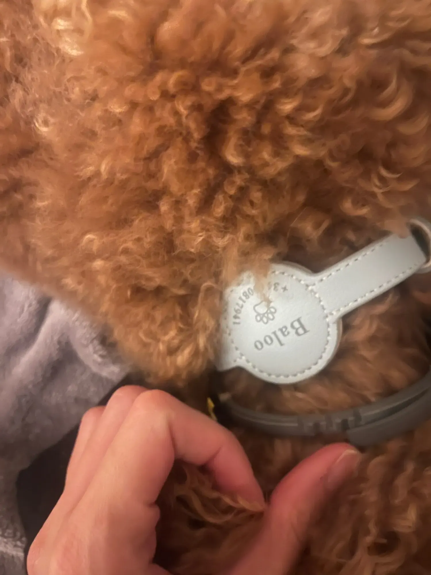 Étui GPS & Collier Pour Chien en Cuir Sur Mesure 2 en 1 photo review