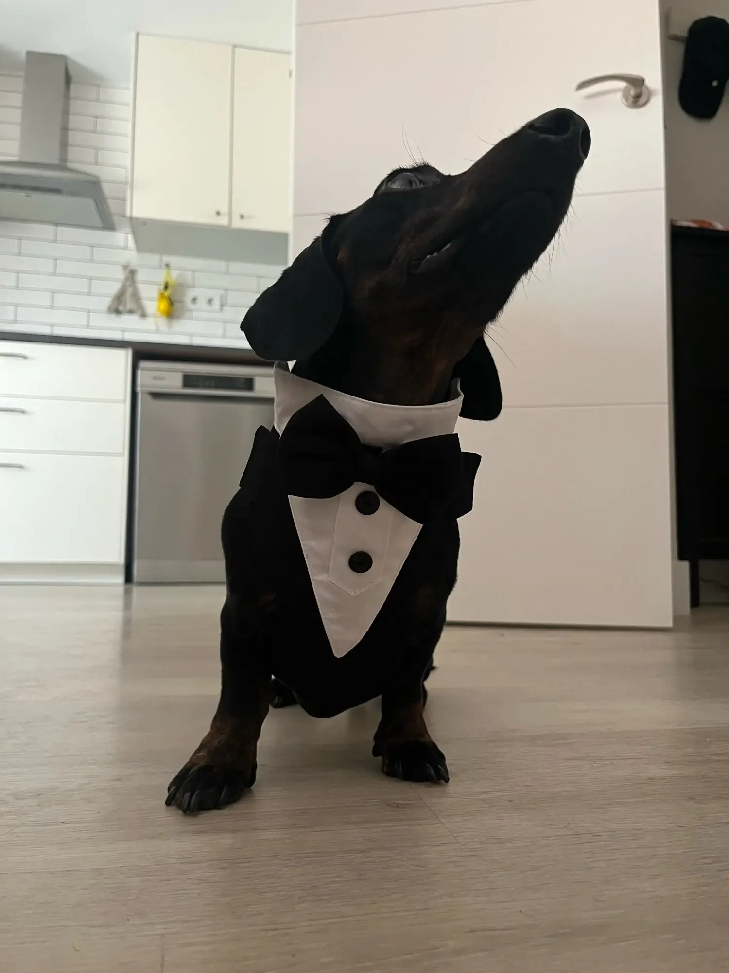 Harnais et Costume Mariage Pour Chien Bow Tie photo review