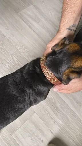 Collier pour Chien en Cuir Rock photo review