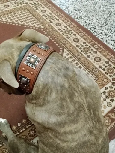 Collier Cuir Chien Bohème photo review