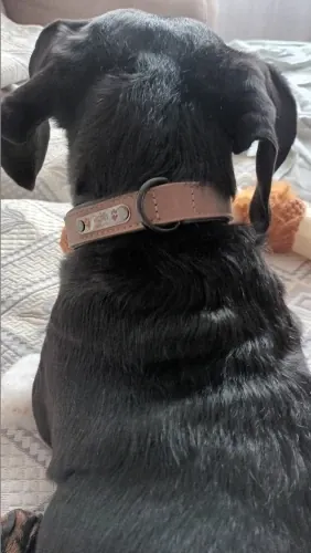 Collier Chien Cuir Personnalisable Beauty photo review