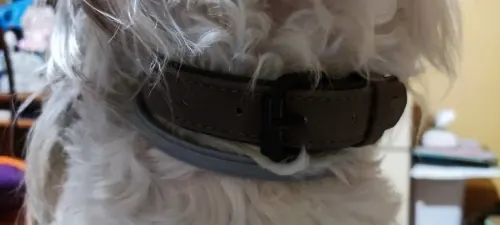 Collier Chien Cuir Personnalisable Beauty photo review