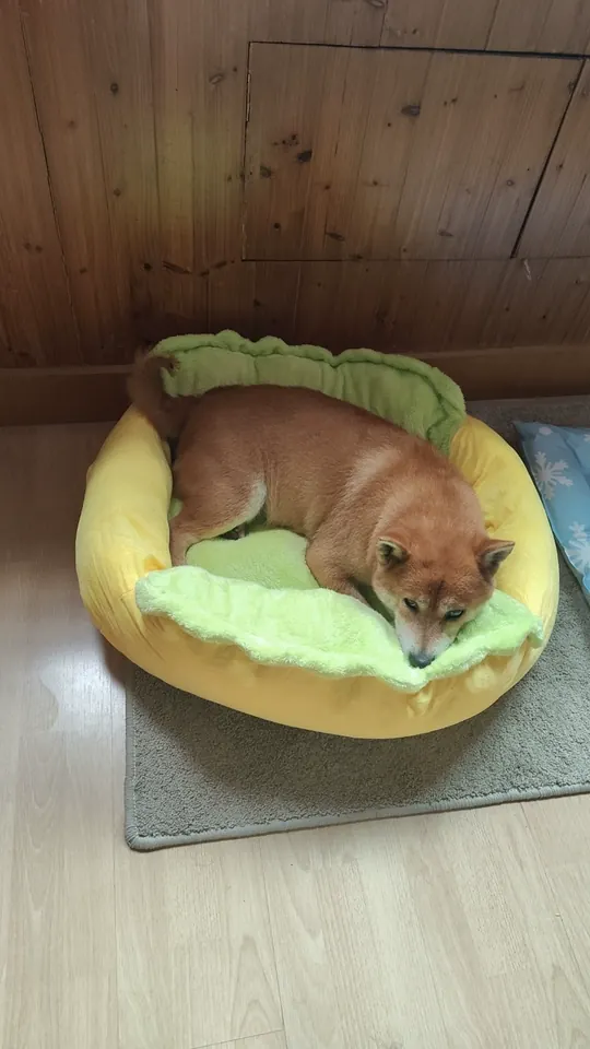 Panier Chien Design Hotdog photo review