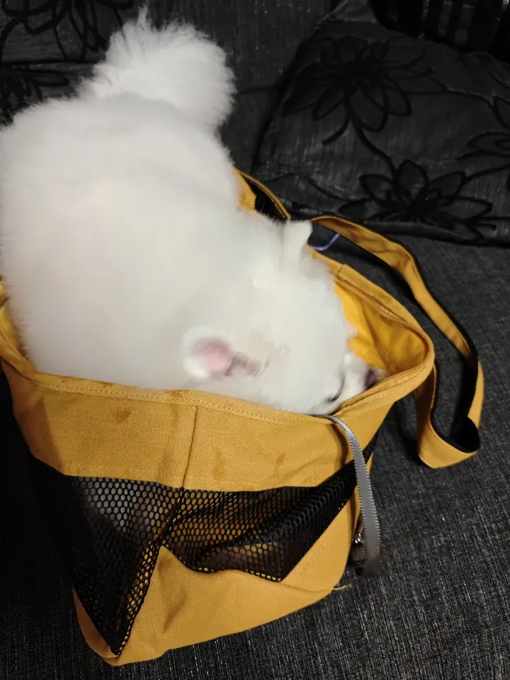 Sac Chien Avec Bretelle Moda photo review