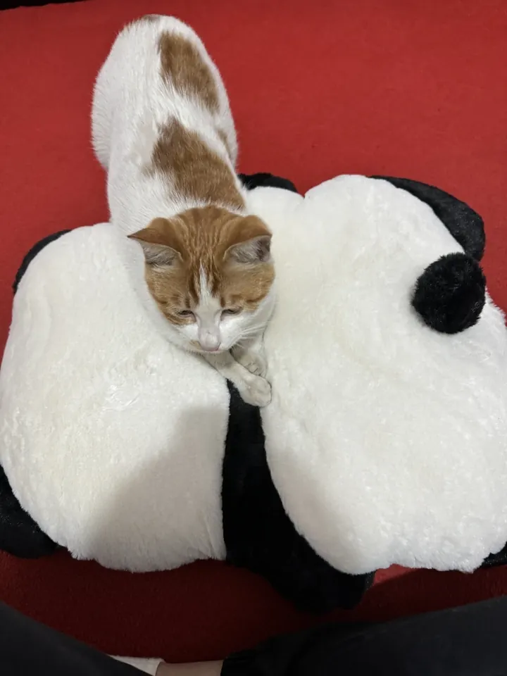 Coussin Pour Chat Panda photo review