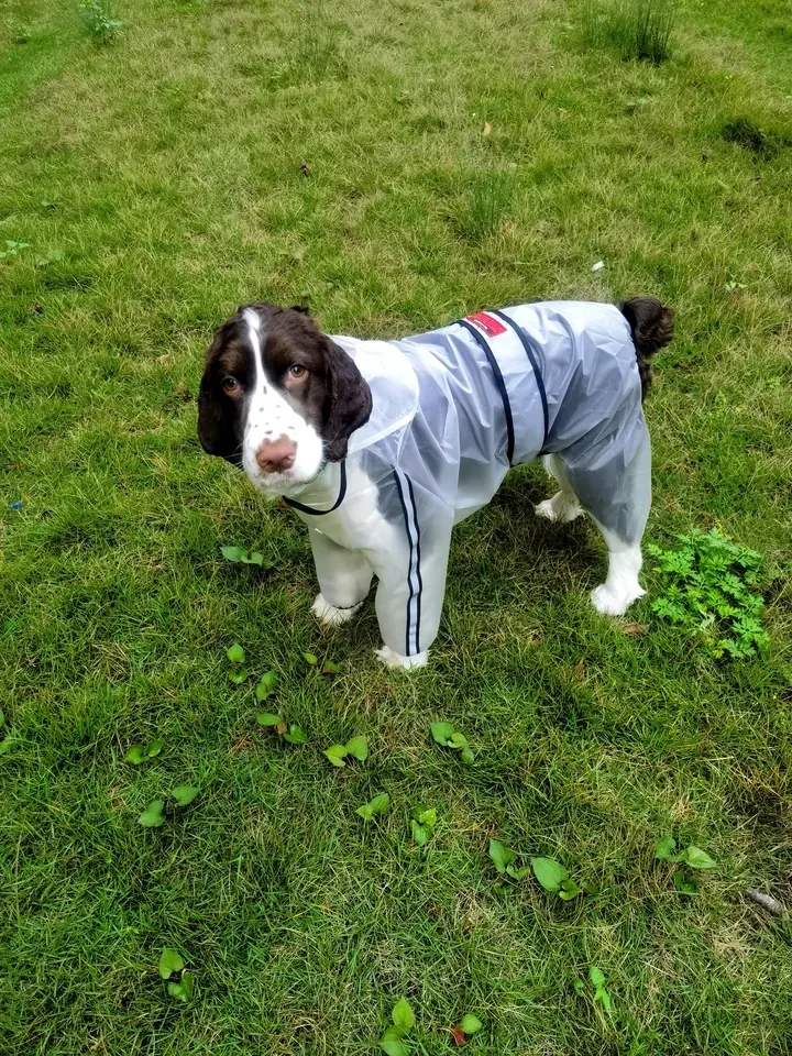 Imperméable Chien Petite Taille Under-Rain photo review