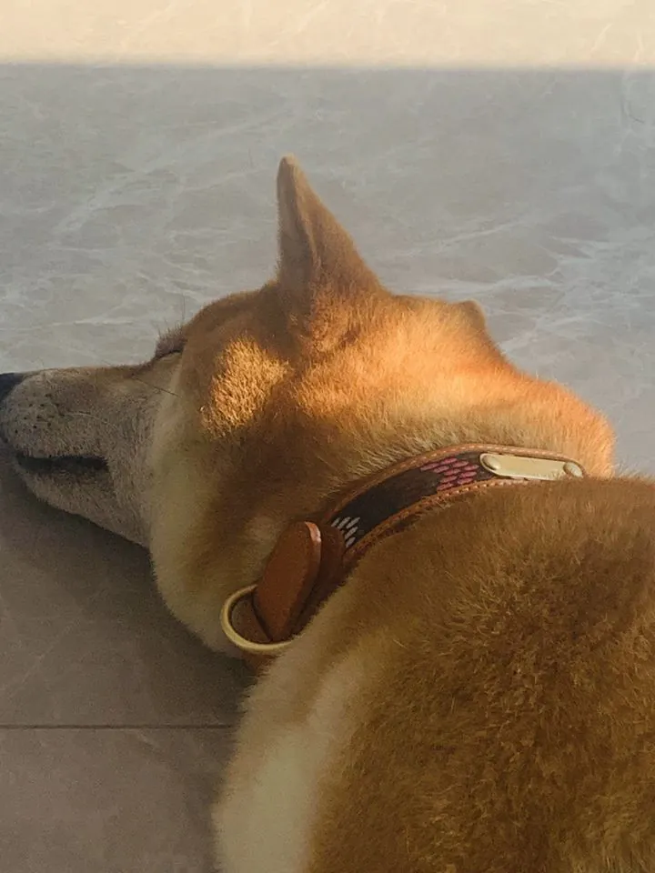 Collier Gravé Chien Multicolore Boho Brodé photo review