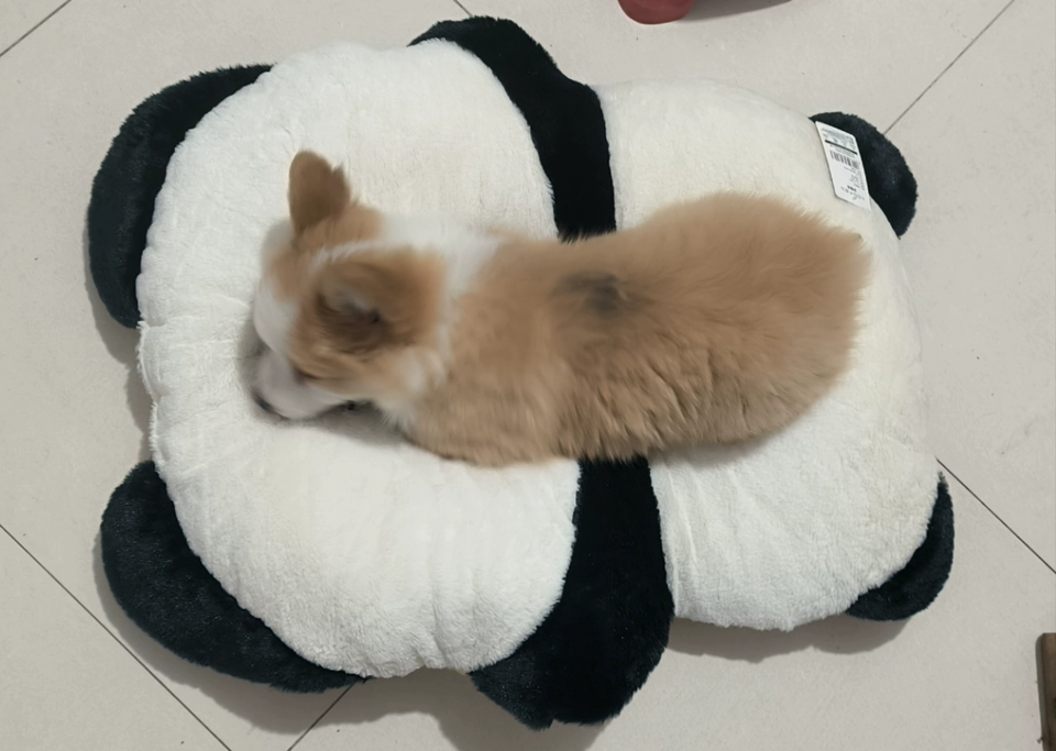 Coussin Pour Chien Panda photo review