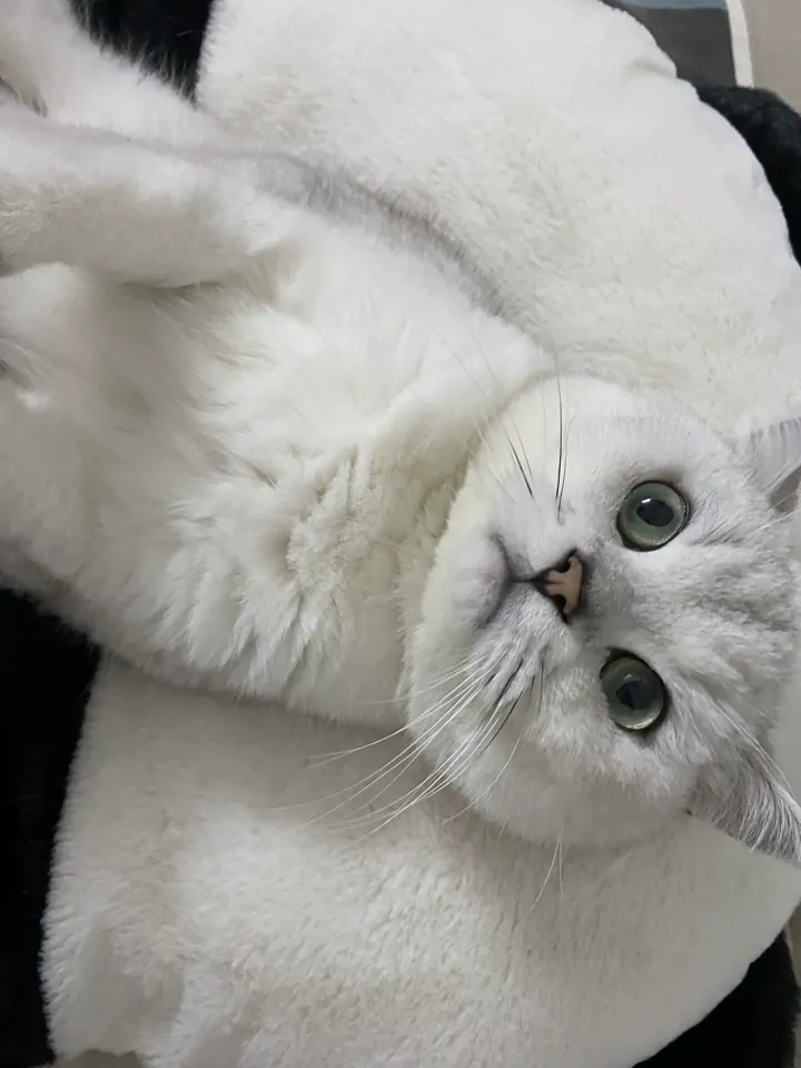 Coussin Pour Chat Panda photo review