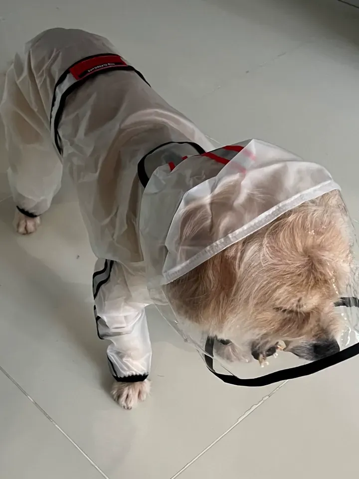 Imperméable Chien Petite Taille Under-Rain photo review