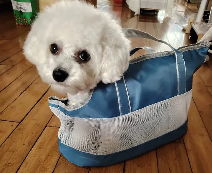Sac Chien Avec Bretelle Moda photo review