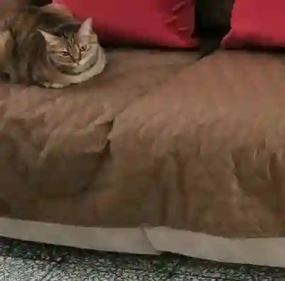 Tapis Pour Chat XXL Imperméable Sicher photo review