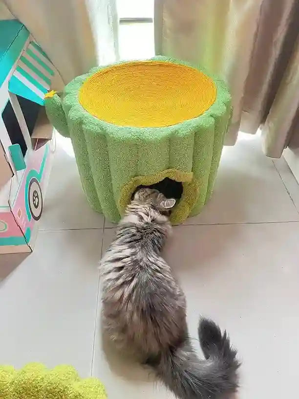 Niche Pour Chat Intérieur Cactus photo review