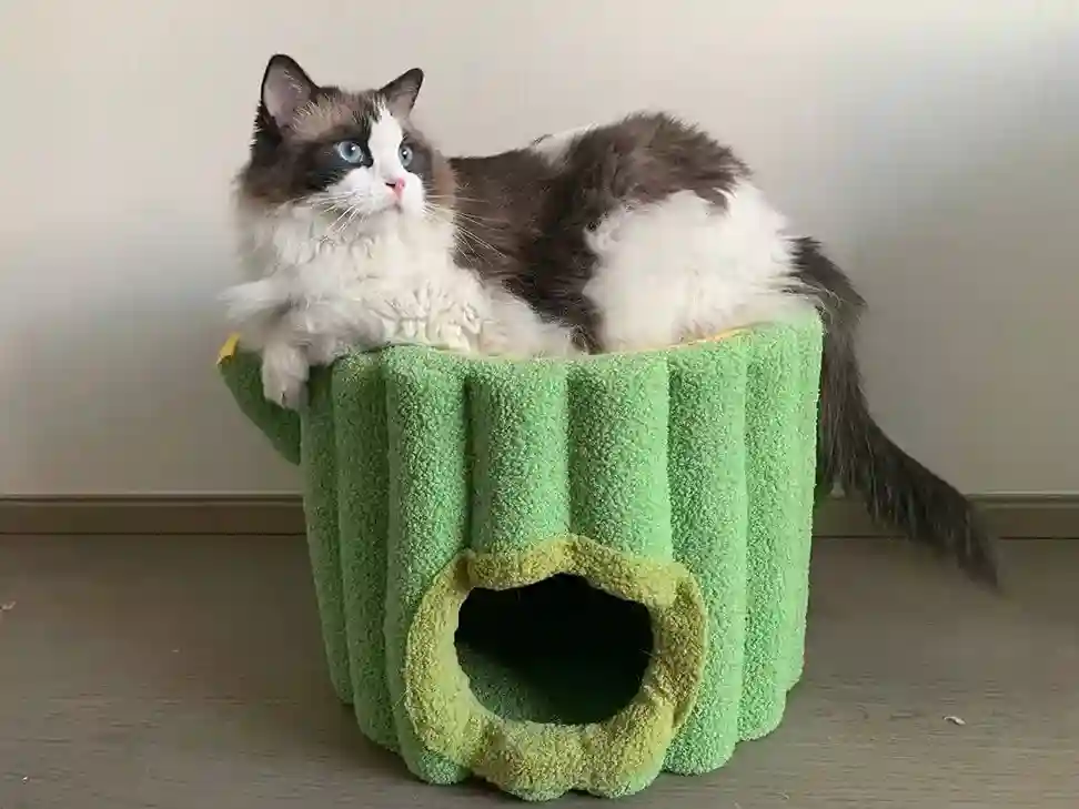 Niche Pour Chat Intérieur Cactus photo review