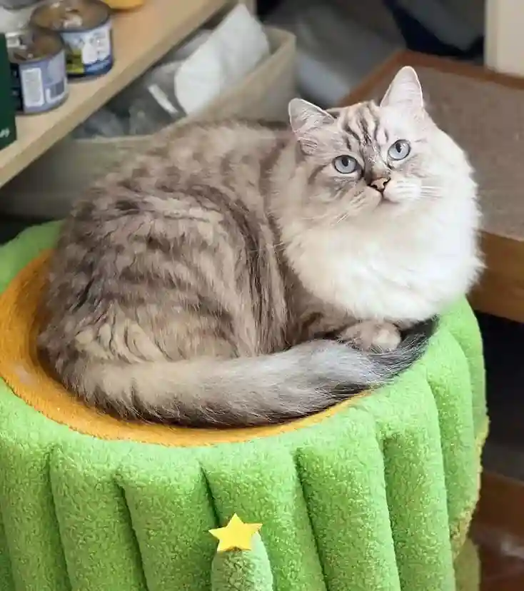 Niche Pour Chat Intérieur Cactus photo review