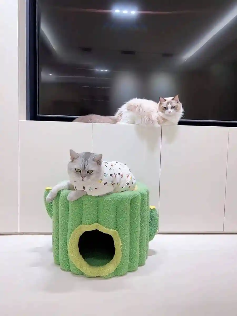 Niche Pour Chat Intérieur Cactus photo review