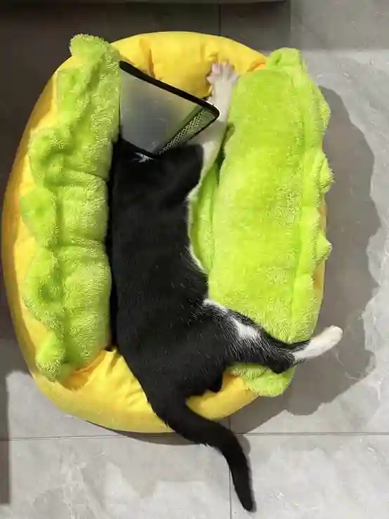 Panier Pour Chat Design Hotdog photo review