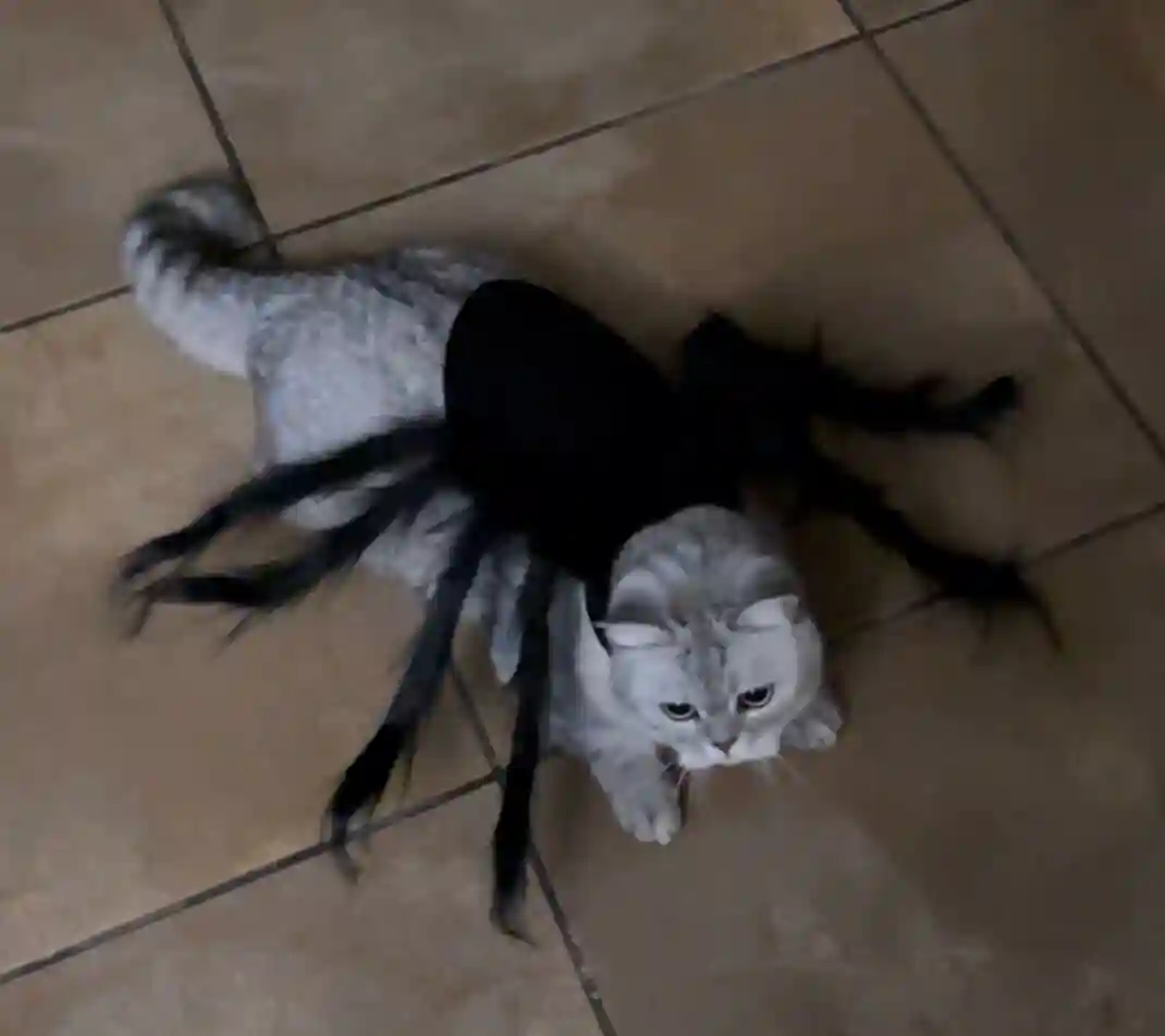Vêtements Chat Halloween Araignée Design Épouvantable photo review