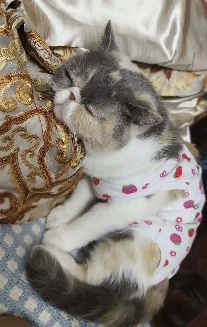 Body pour Chat Après Opération - Confort et Protection Post-Stérilisation photo review