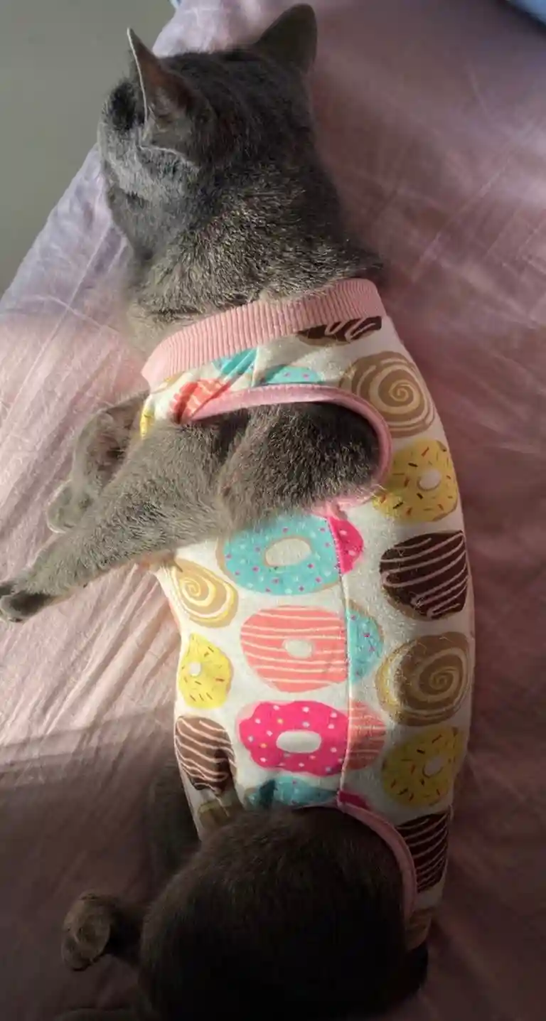 Body pour Chat Après Opération - Confort et Protection Post-Stérilisation photo review