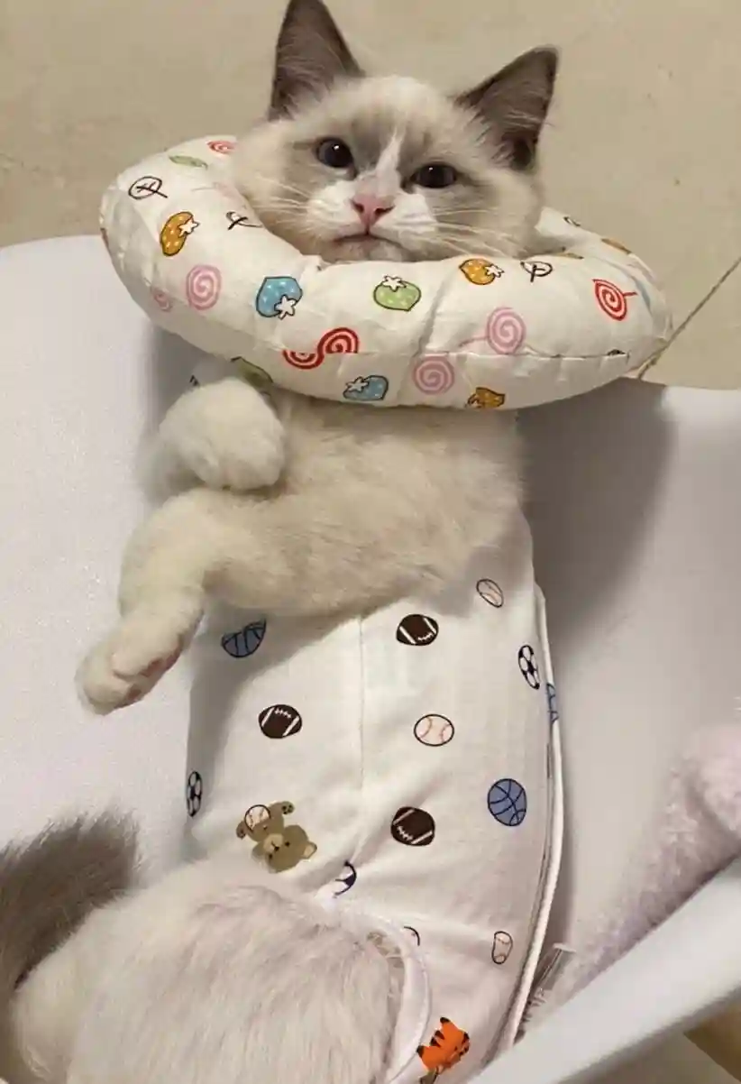 Body pour Chat Après Opération - Confort et Protection Post-Stérilisation photo review