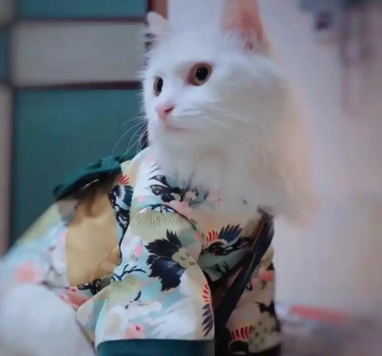 👘 Déguisement Pour Chat Princesse Kawaii photo review