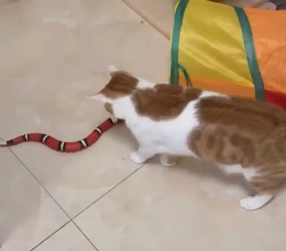 Jouet Chat Serpent Interactif photo review